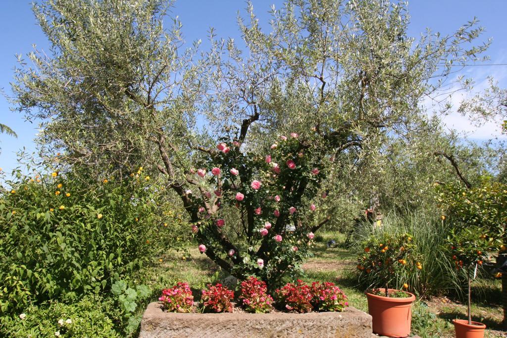 Agriturismo Le Caselle Hotel Viterbo Kültér fotó